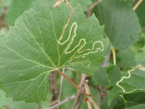 Phyllocnistis vitifoliella, dataset label leaf miner; head leaf miner