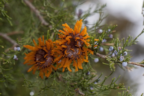 Orange rust growth in a selected iNaturalist photo correctly labelled by the research classifier