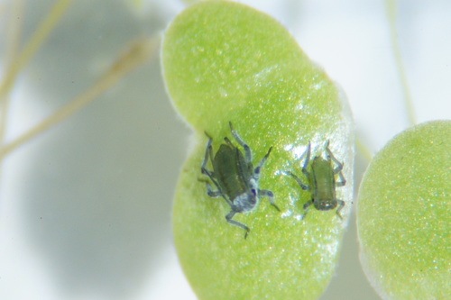 Rhopalosiphum nymphaeae, dataset label aphids; head thrips