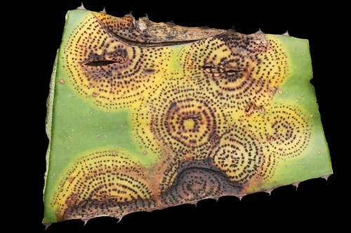 Colletotrichum agaves, dataset label anthracnose; head rust