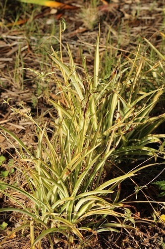 Chlorophytum comosum, dataset label healthy; head rust