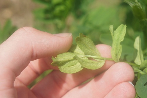 Peronospora galegae, dataset label downy mildew; head abstained