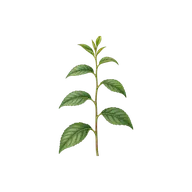 Alternate arrangement leaf character