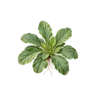 Basal arrangement leaf character