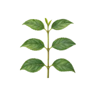 Opposite arrangement leaf character