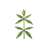 Whorled leaf arrangement