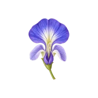 Zygomorphic (bilaterally symmetrical) flower symmetry