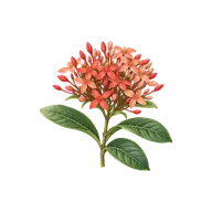 Cyme inflorescence