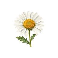Head (dense tight cluster) flower arrangement