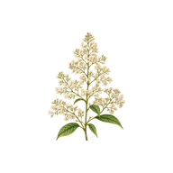 Panicle (branched cluster of clusters) flower arrangement