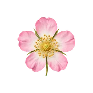 Actinomorphic (radially symmetrical) flower symmetry