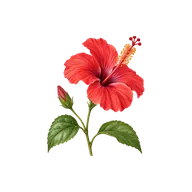 Solitary flower arrangement
