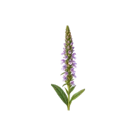 Spike (stalkless flowers along a stem) flower arrangement