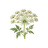 Umbel inflorescence