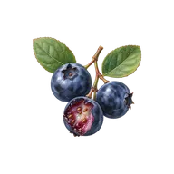 Berry fruit