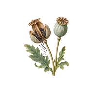 Capsule fruit type