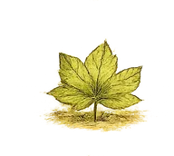 Trifoliate (three leaflets) leaf type