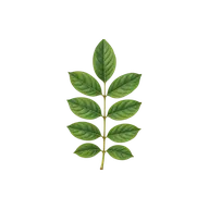 Pinnately compound (leaflets in rows along a stalk) leaf type