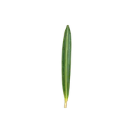 Linear leaf shape