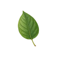 Elliptic leaf shape