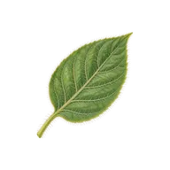 Pubescent (softly hairy) leaf surface