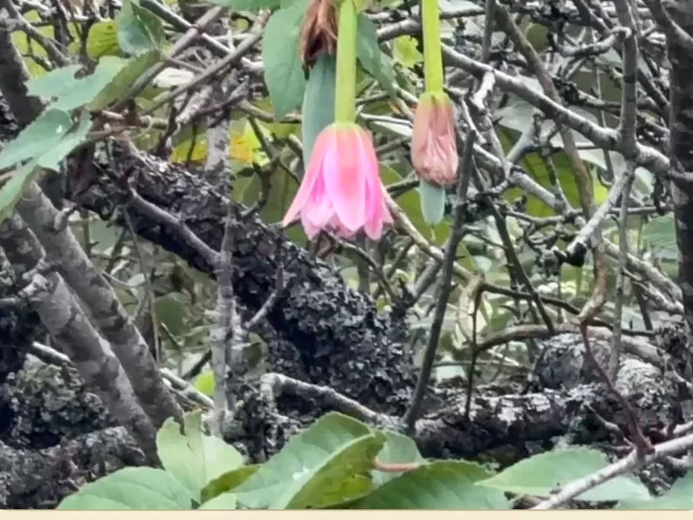 Banana passion flower: a pink tubular flower hanging from a vine