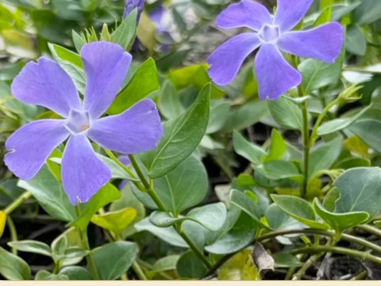 Bigleaf periwinkle: violet five-petalled flowers among glossy leaves