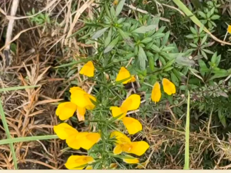 Common gorse in flower beside a trail near Kodaikanal: bright yellow pea-shaped flowers on a spiny shrub