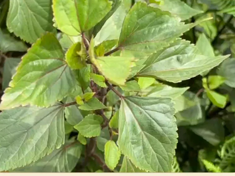Crofton weed: a soft herb with toothed, diamond-shaped leaves on purplish stems