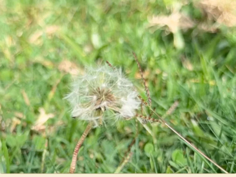 A dandelion seed head in a lawn