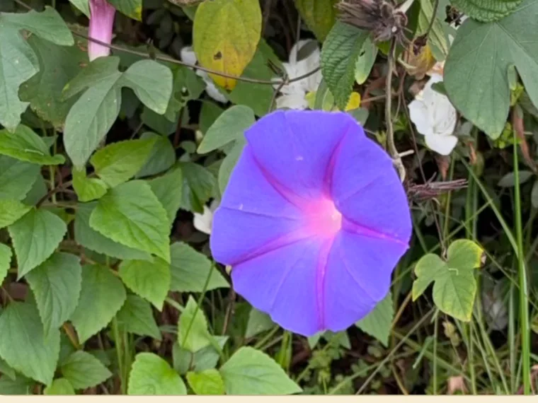 Dawn flower: a large blue-violet morning glory climbing through a hedge