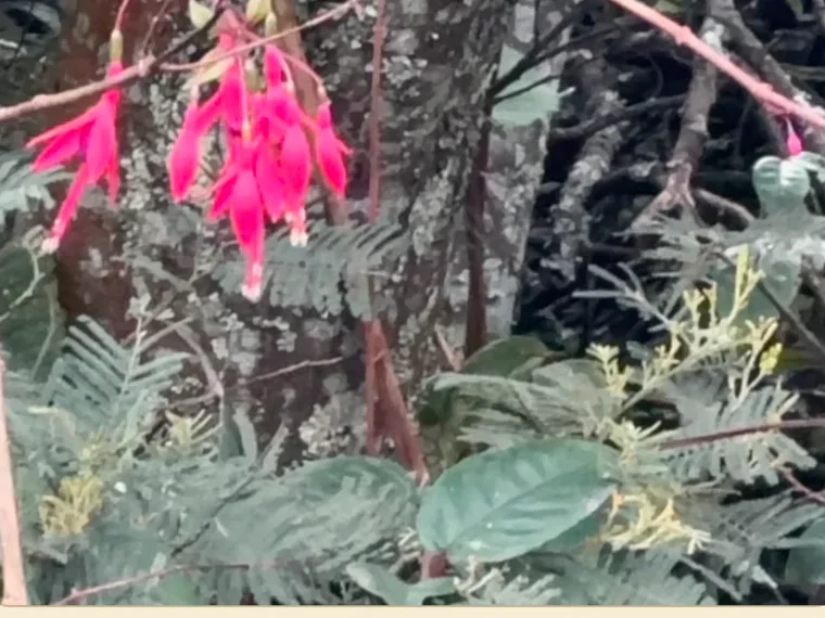 Hardy fuchsia: red and purple flowers hanging in front of feathery leaves