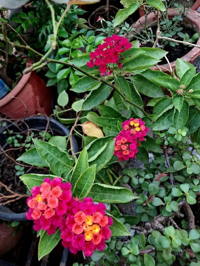 Lantana growing in pots in Kodaikanal: domed clusters of small pink, orange and yellow flowers above rough, toothed leaves