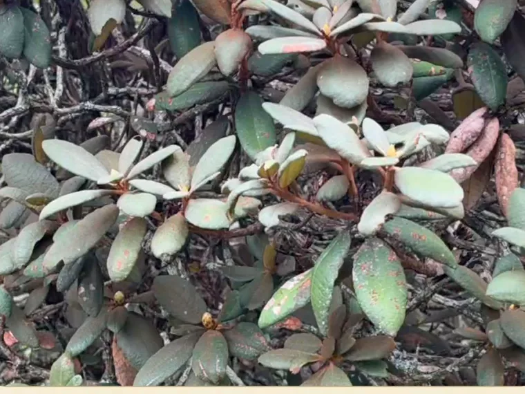 Nilgiri rhododendron: leathery leaves with pale undersides on a shola shrub