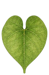 Cordate leaf shape