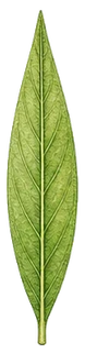 Lanceolate leaf shape