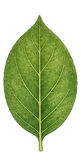 Ovate leaf shape
