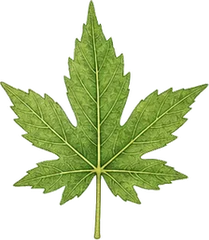 Compound type leaf character