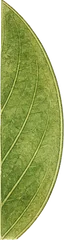 Entire margin leaf character