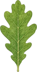 Lobed margin leaf character