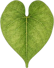 Palmate venation leaf character