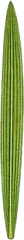 Parallel venation leaf character