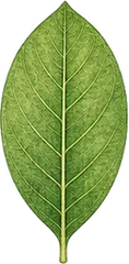 Pinnate venation leaf character