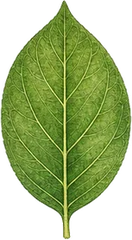 Simple type leaf character