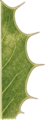 Spiny margin leaf character