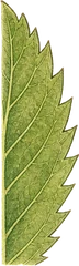 Toothed margin leaf character