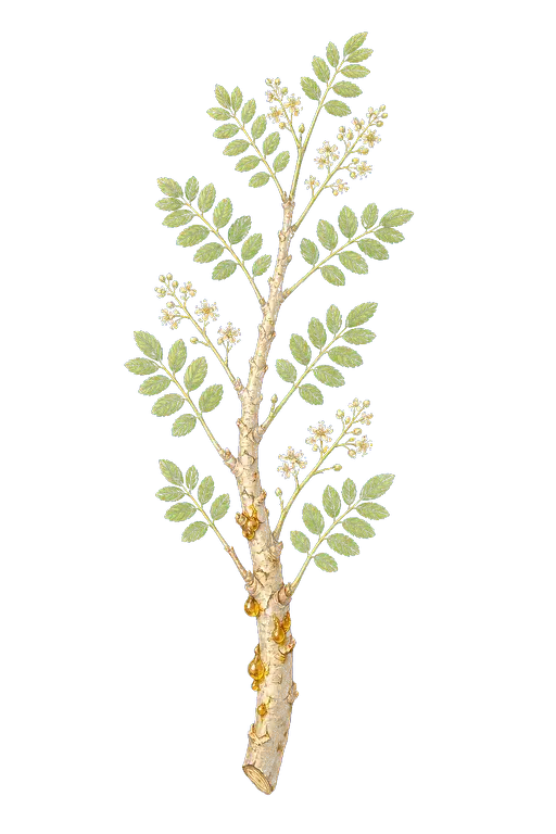 BURSERACEAE