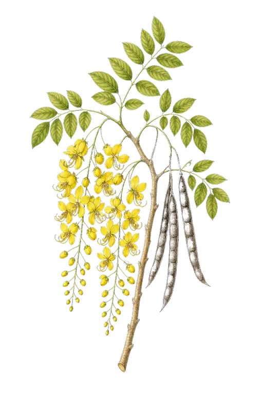 CAESALPINIACEAE