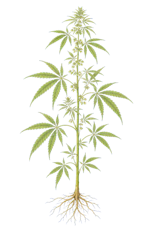 CANNABACEAE