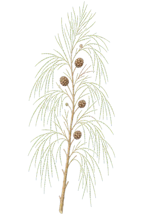 CASUARINACEAE
